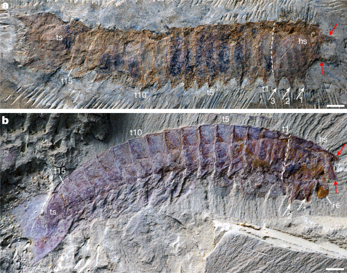Urokodia sheds light on the origin of chelicerae and book gills of Chelicerata