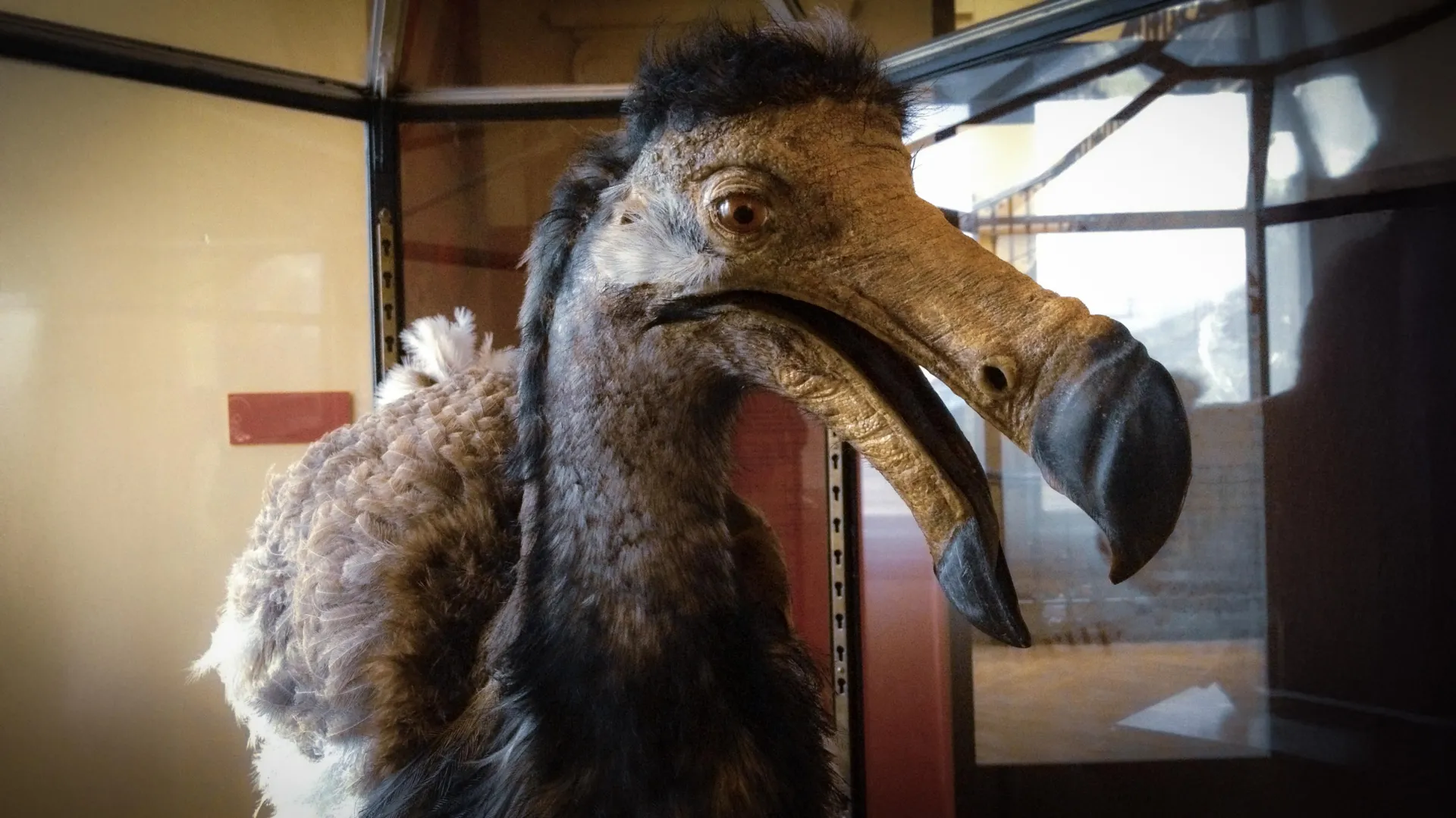 CT scans reveal a dodo’s hidden sensory world
