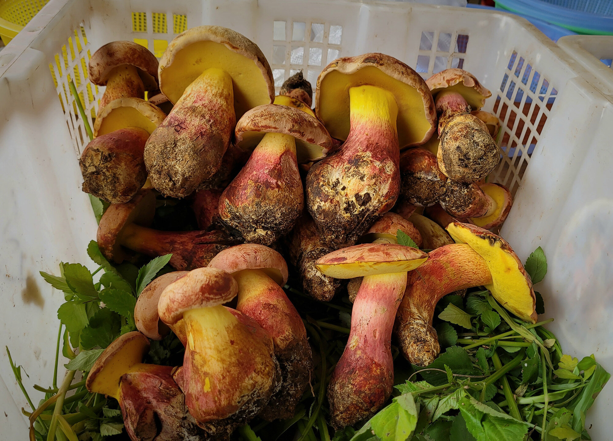 Mushroom behind 'tiny people' hallucinations identified