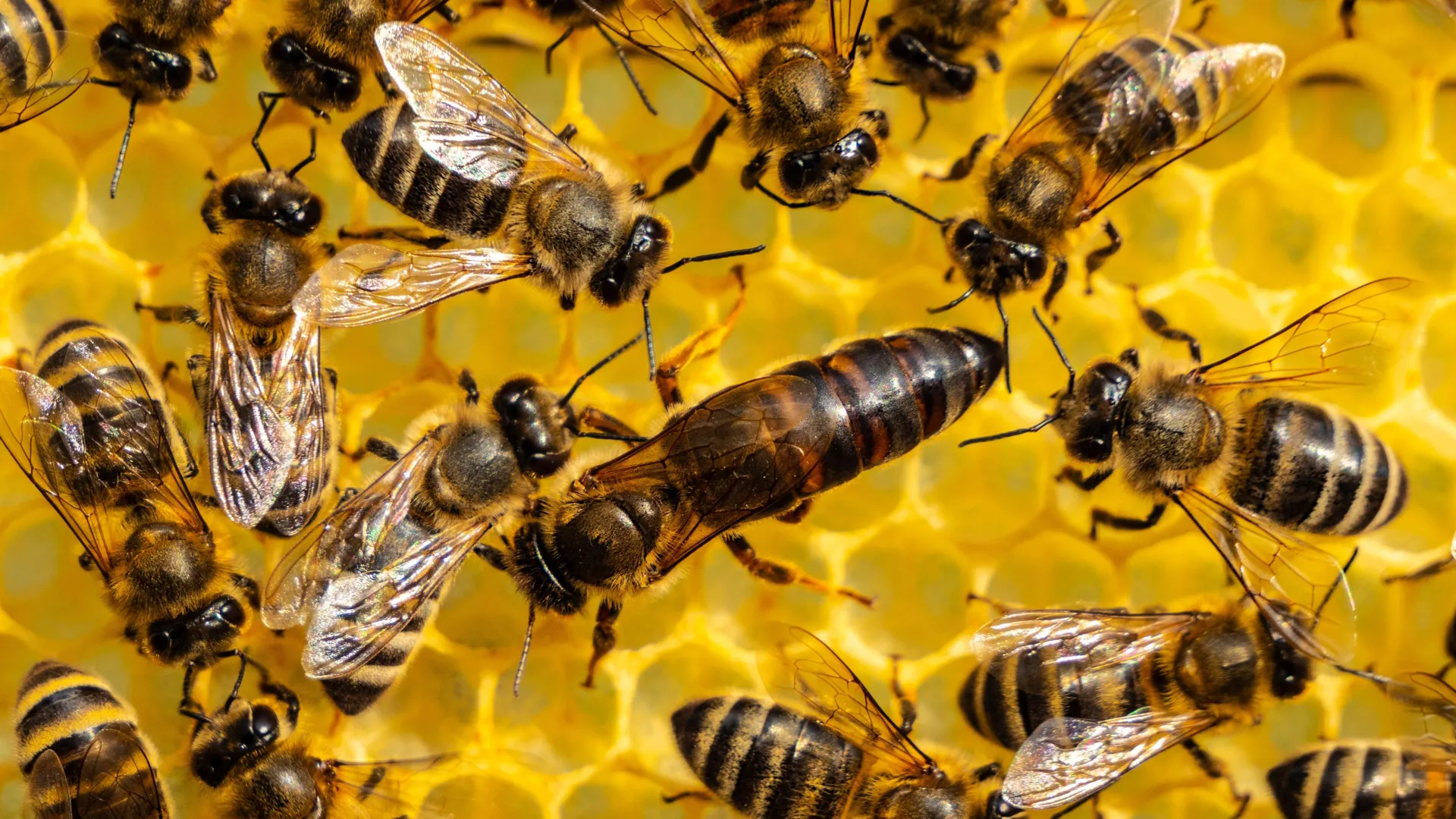 A 60-year-old theory about ants, bees and wasps may be wrong